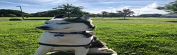 Siberian Husky dogs for sale: 7 years  in Saint Helens - Advert 1
