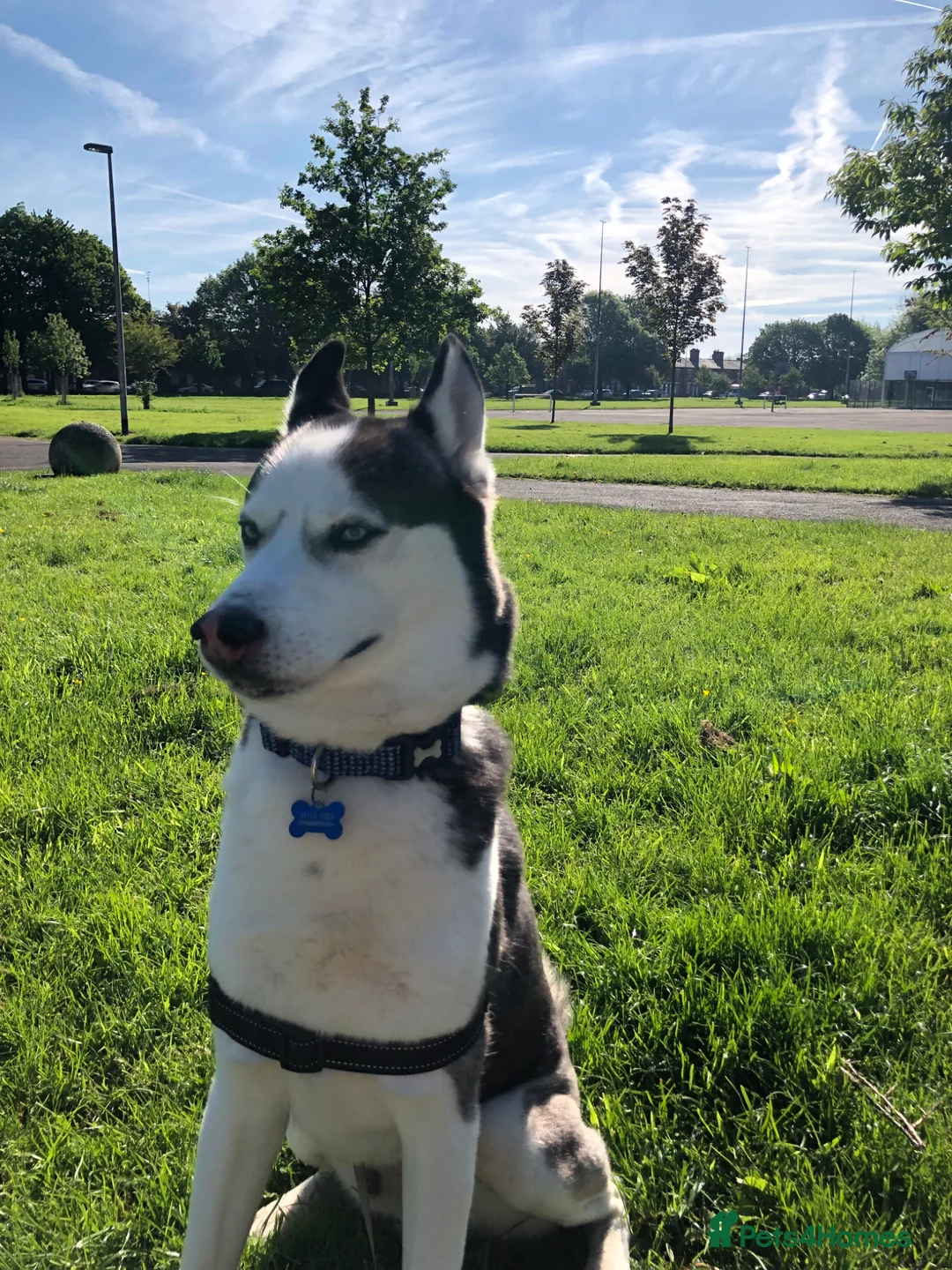 Siberian Husky dogs for sale: 7 years  in Saint Helens - Advert 1