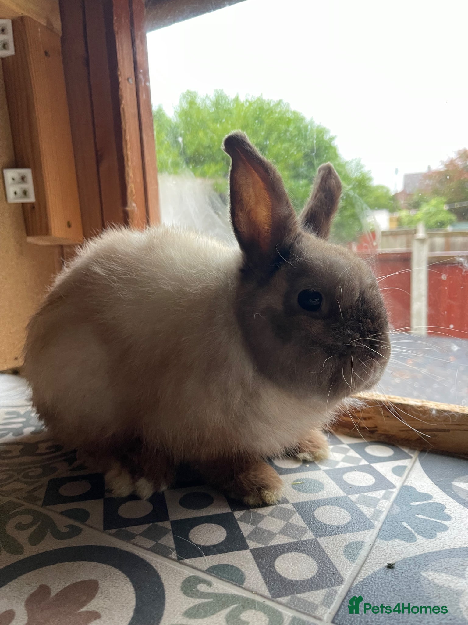 Netherland Dwarf rabbits for sale: ⭐️ CARAMEL Looking for new home ⭐️ - Advert 5