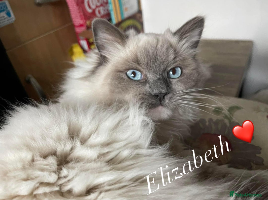 Ragdoll cats for sale: GCCF Pure Ragdoll Seal/Blue Point Lynx Mitted - Advert 34
