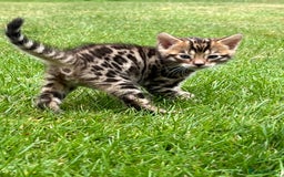 Bengal cats for sale: Tica registered baby Bengal Boys  - Image 1