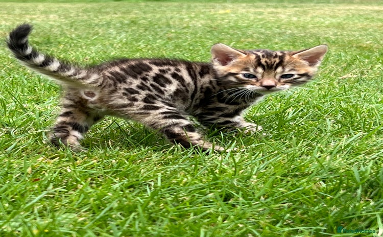 Bengal cats - Advert 4