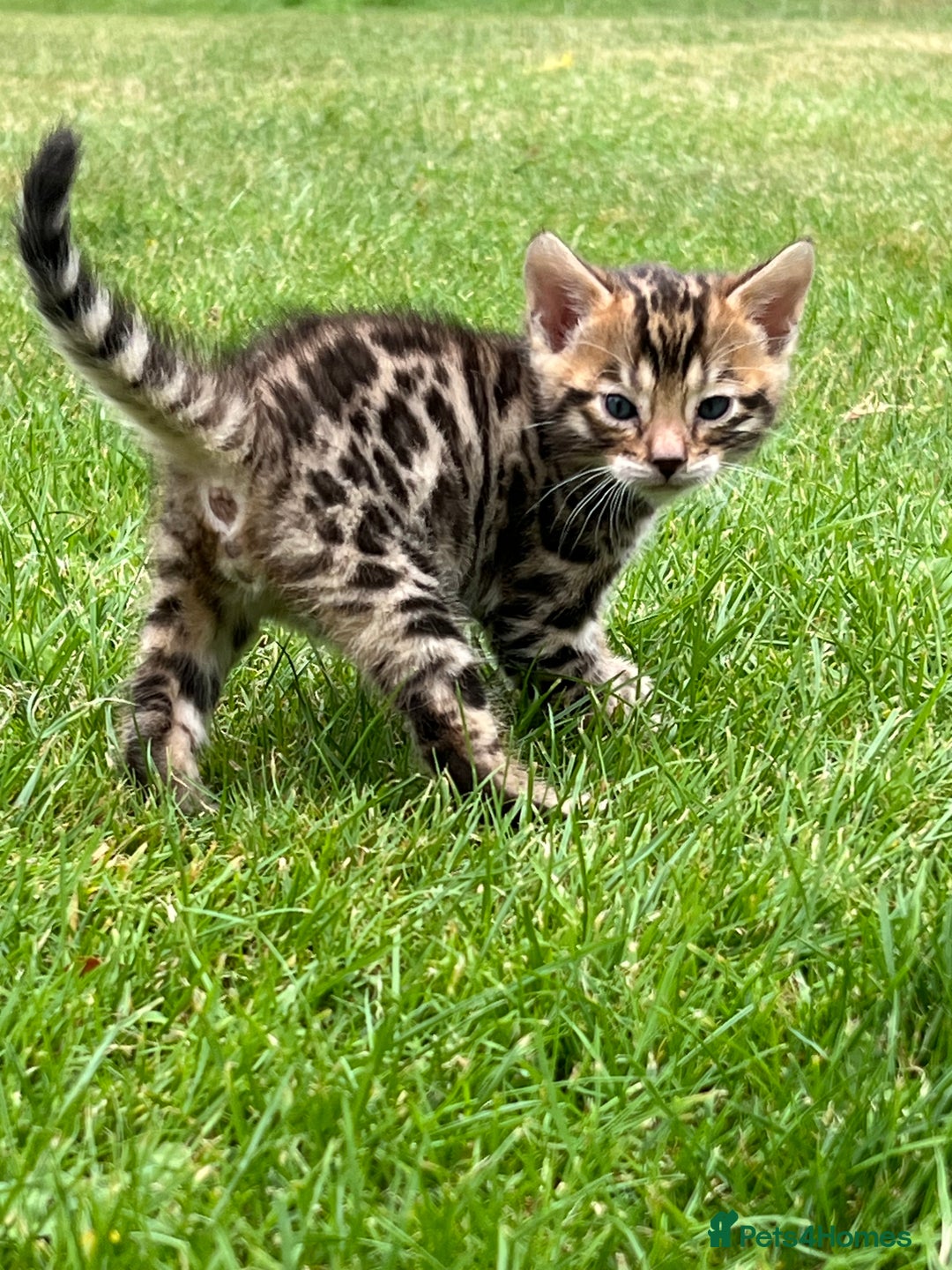 Bengal cats for sale: Tica registered baby Bengal Boys  - Image 1