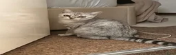 British Shorthair cats for sale: Silver British Shorthair, Male, 6 months old  - Advert 4