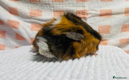 Guinea Pig rodents for sale: Various Male guinea pigs in Leeds - Image 4