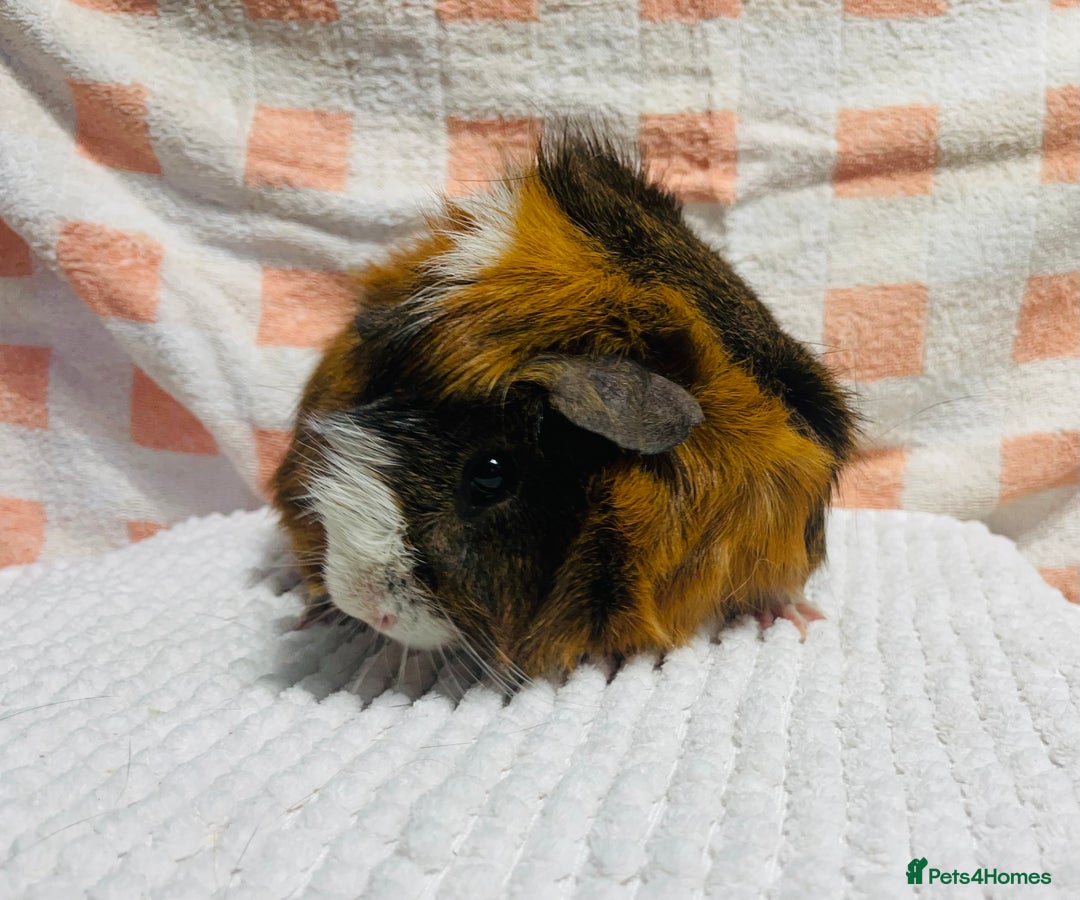 Guinea Pig rodents for sale: Various Male guinea pigs in Leeds - Image 4