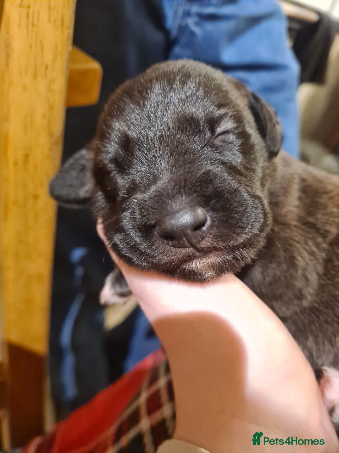 Mixed Breed dogs for sale: Beautiful bedlington whippet x lurcher puppies! - Image 25