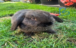 Mini Lop rabbits for sale: Mini Lop Rabbits For Sale  - Image 21
