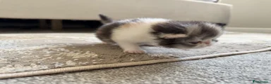 Exotic 2