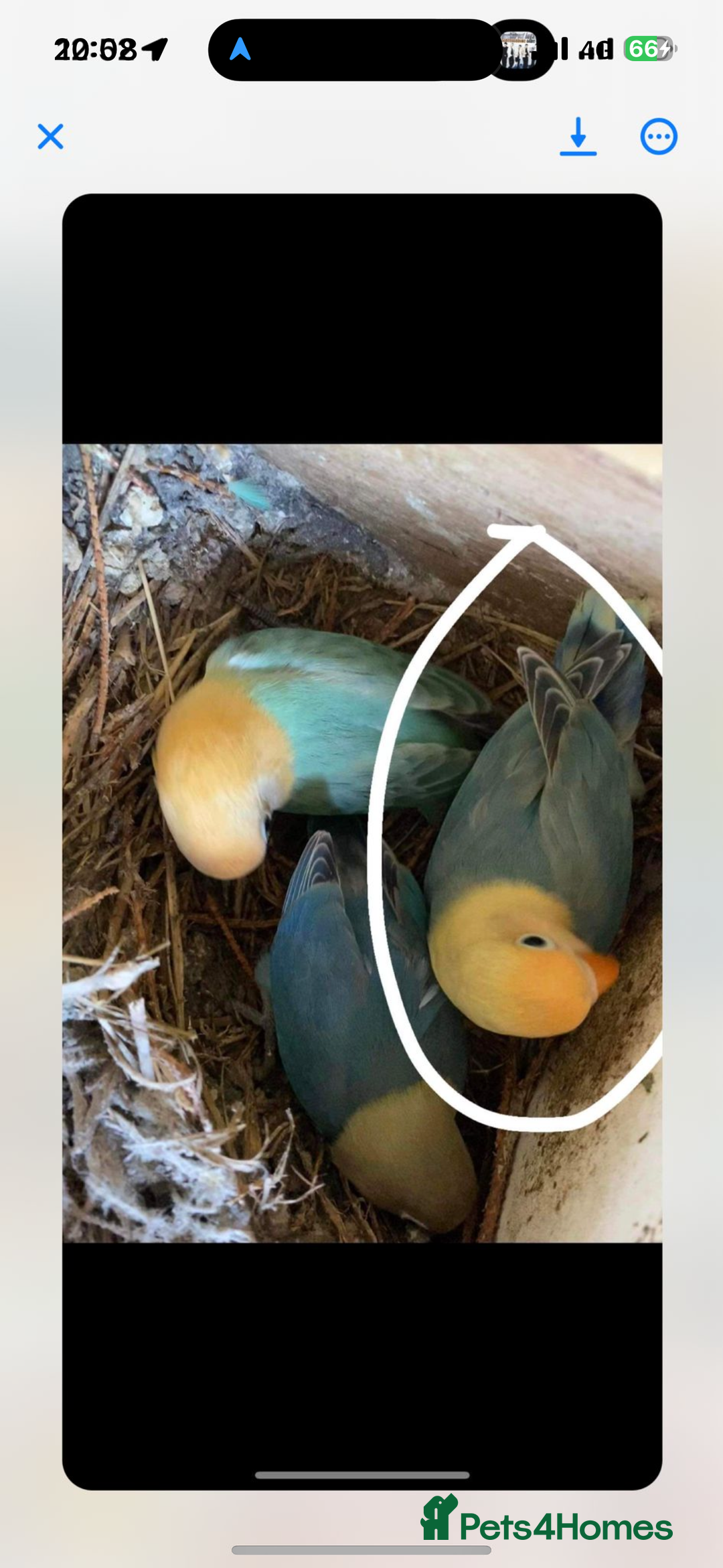 Lovebirds birds for sale: Lovebirds from Germany  - Advert 2