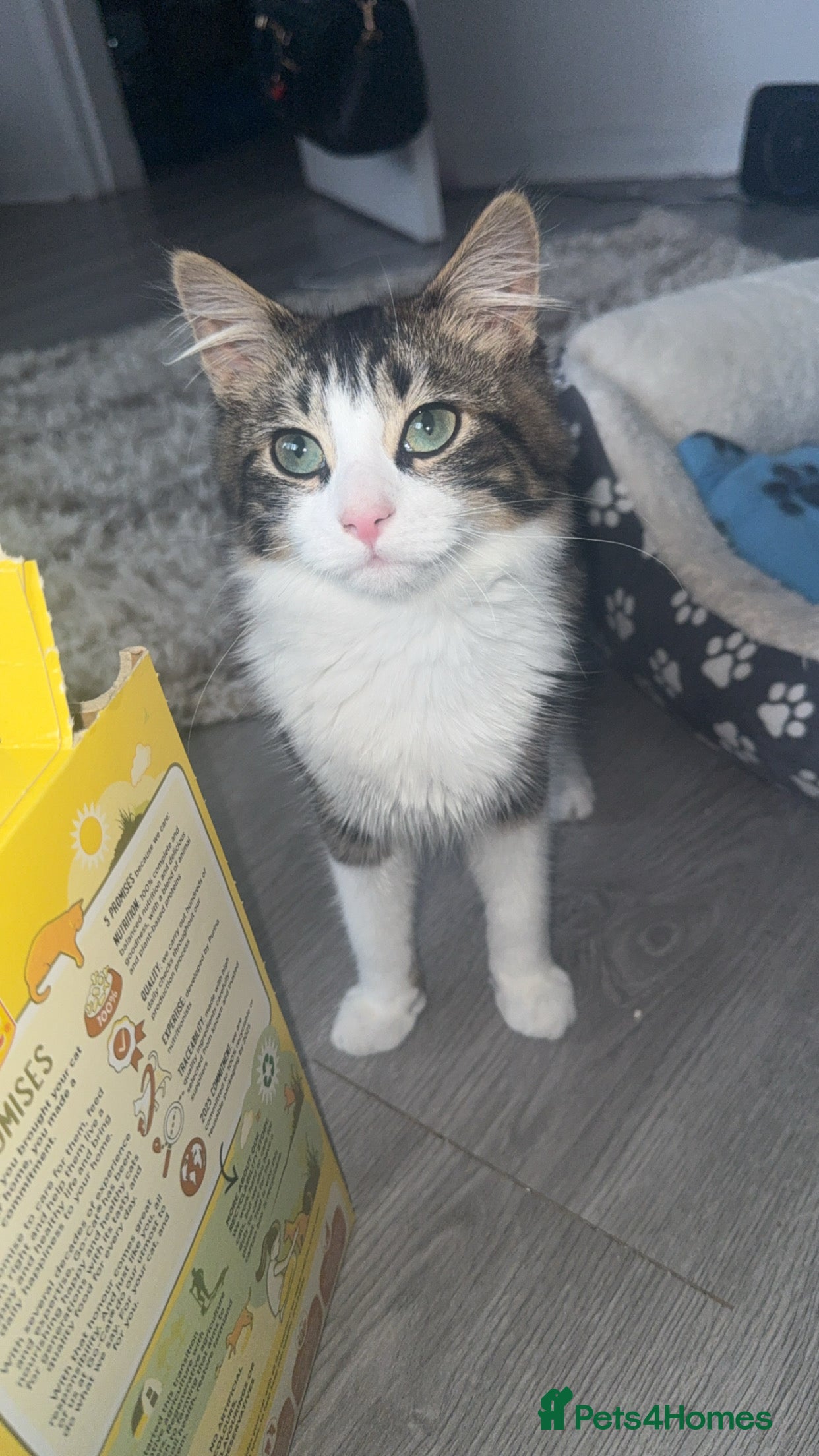 Domestic Shorthair cats Kitten / Nala - Advert 5