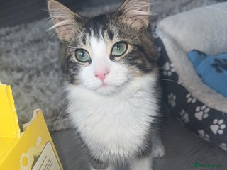 Domestic Shorthair cats - Advert 11