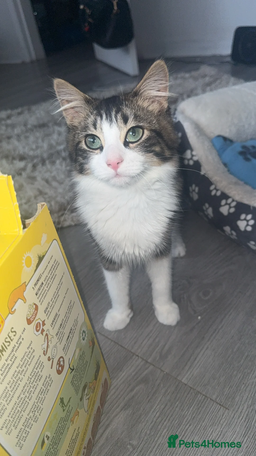 Domestic Shorthair cats for sale: Kitten / Nala - Advert 1