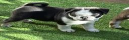 Pug dogs for sale: Kc pug puppies from a 5 star licensed breeder  - Advert 26