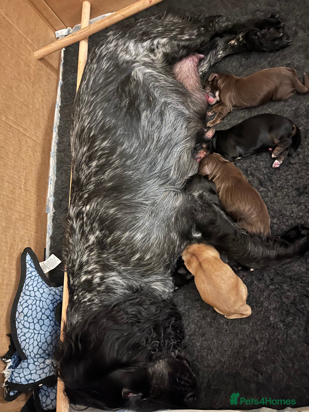 Cocker Spaniel dogs for sale: Cocker spaniel puppies  - Image 2