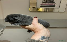 Chow Chow dogs for sale: Stunning kc chow chow  - Advert 6