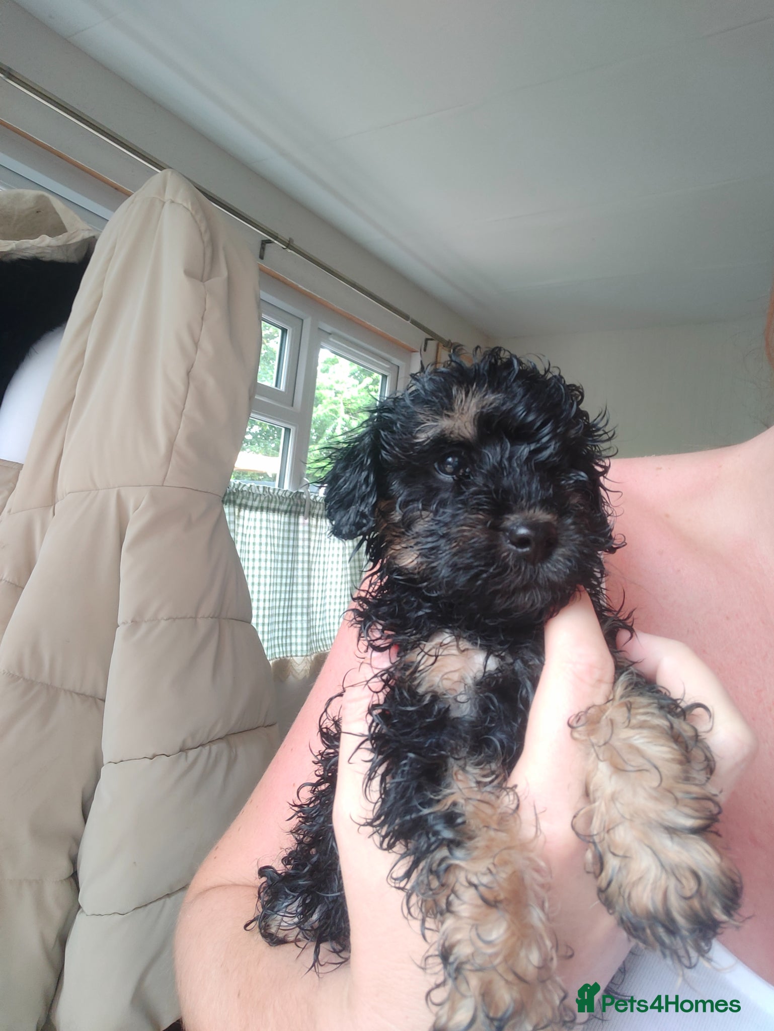 Jackapoo dogs F1b jackapoo puppies - Advert 5
