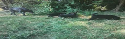 Border Collie dogs for sale: Traditional Border Collie Puppies in Shrewsbury - Advert 9
