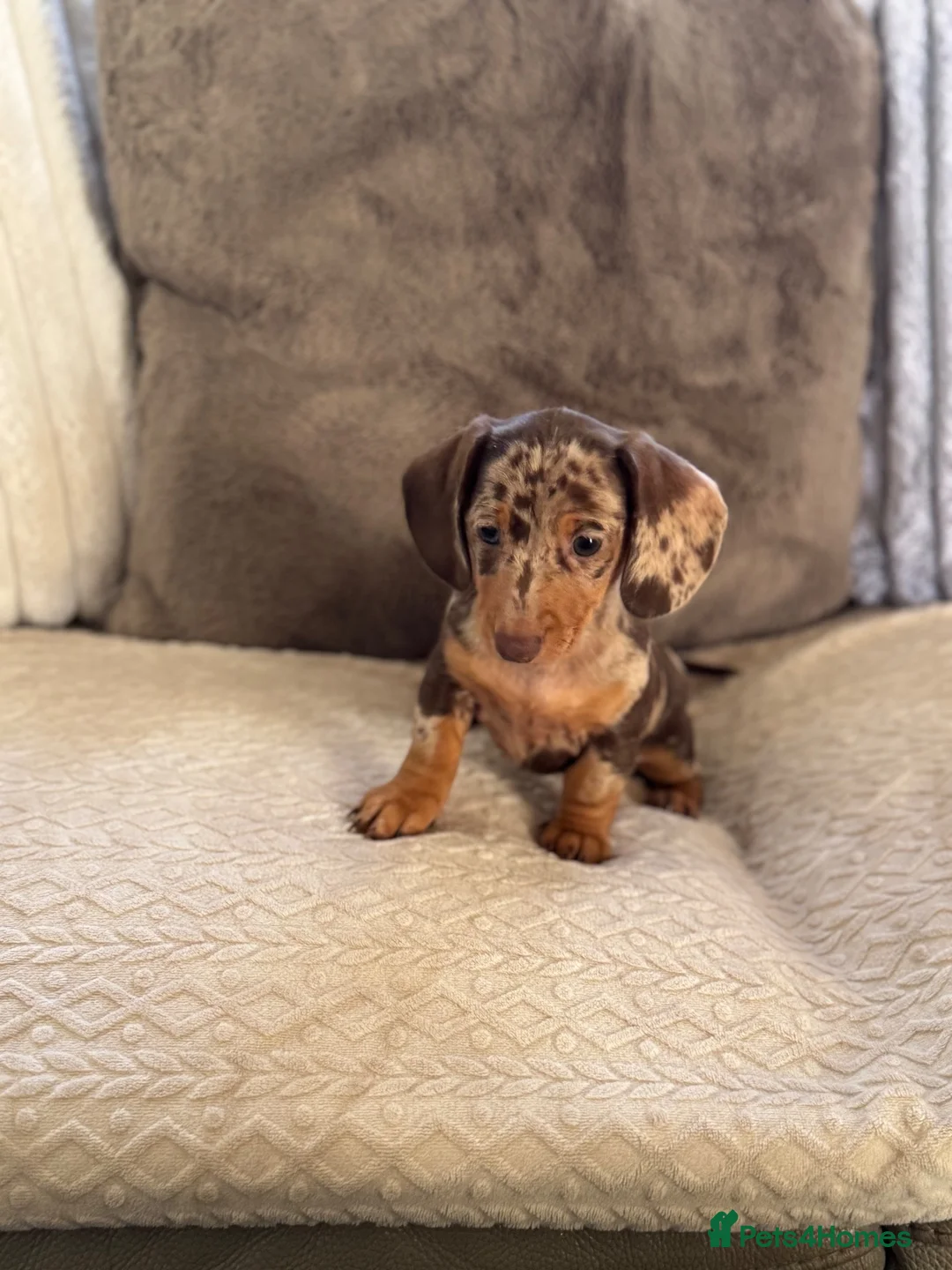 Miniature Dachshund dogs for sale: KC REGISTERED MINIATURES  - Advert 13