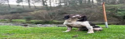 English Springer Spaniel dogs for sale: Fantastic ESS puppies  - Advert 4