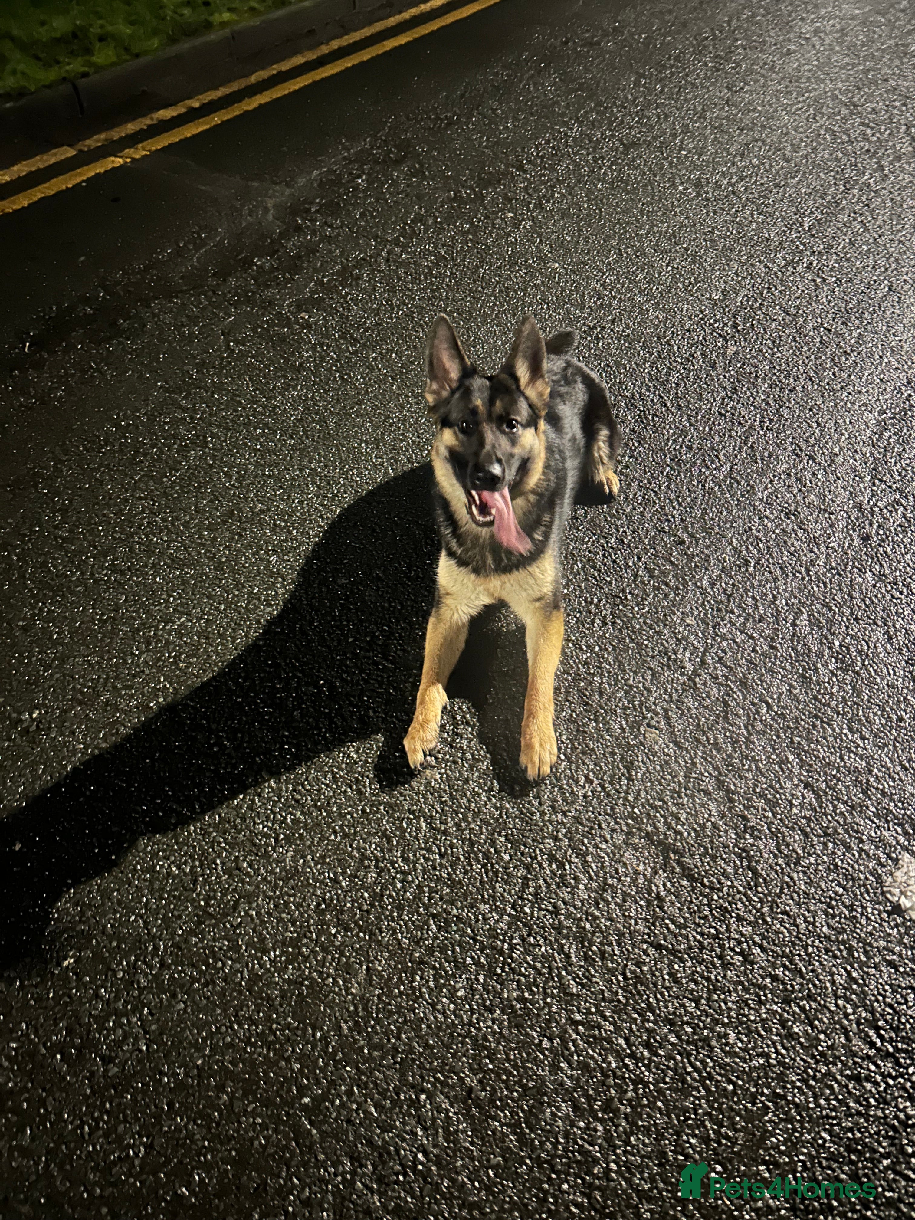 German Shepherd dogs German Shepard  in Uxbridge - Advert 3