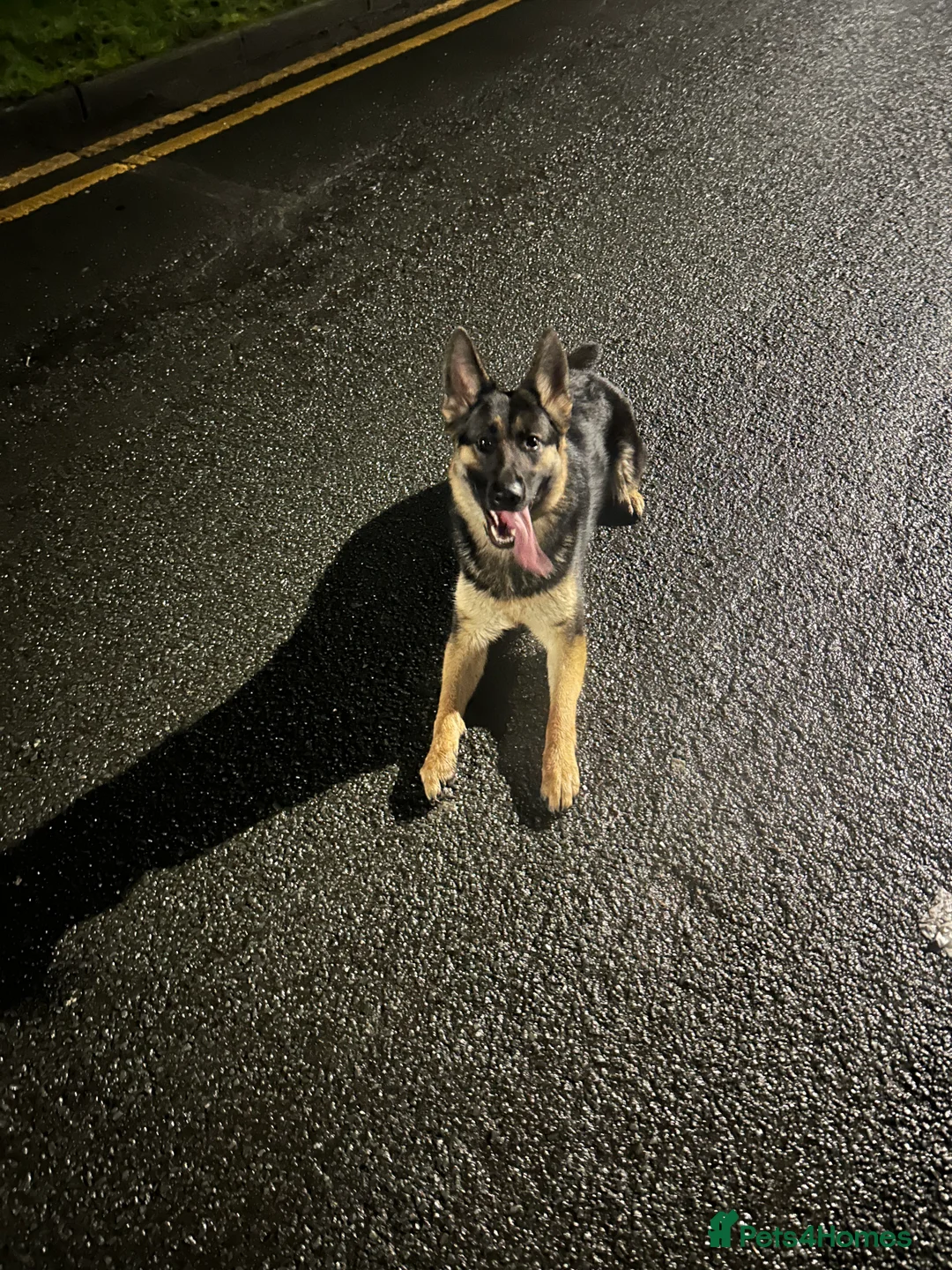 German Shepherd dogs for sale: German Shepard  in Uxbridge - Advert 1