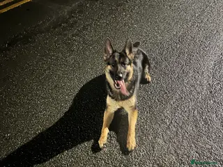 German Shepherd dogs German Shepard in Uxbridge - Advert 2