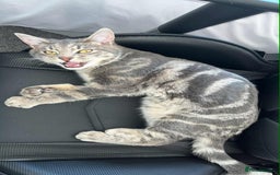 Domestic Shorthair cats for sale: Beautiful boys for sale  - Image 6