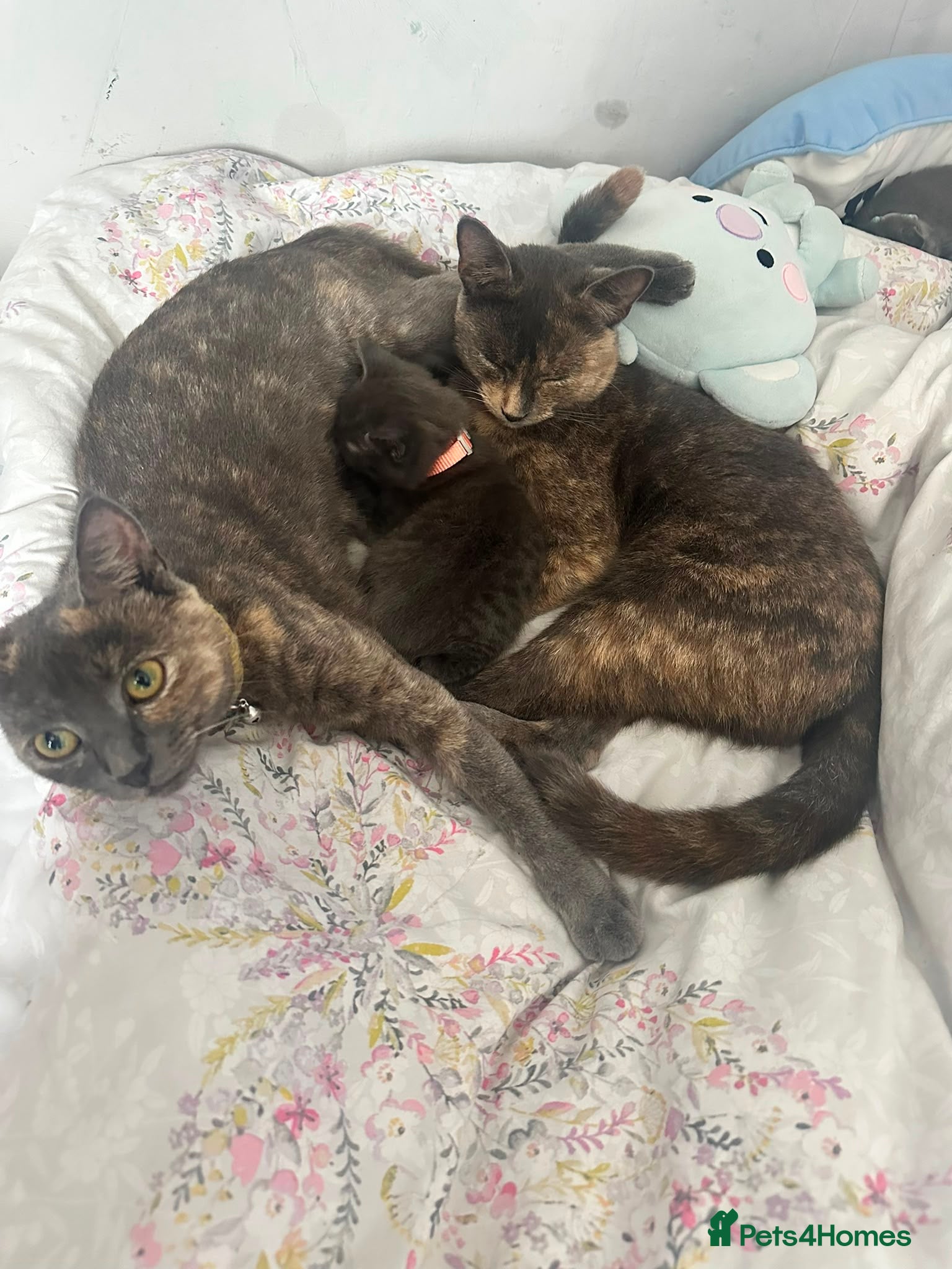 Mixed Breed cats Gorgeous grey kittens for sale - Advert 2