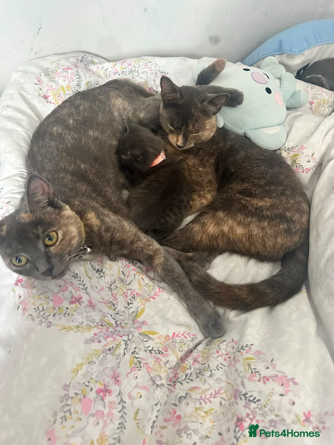 Mixed Breed cats for sale: Gorgeous grey kittens for sale - Advert 1