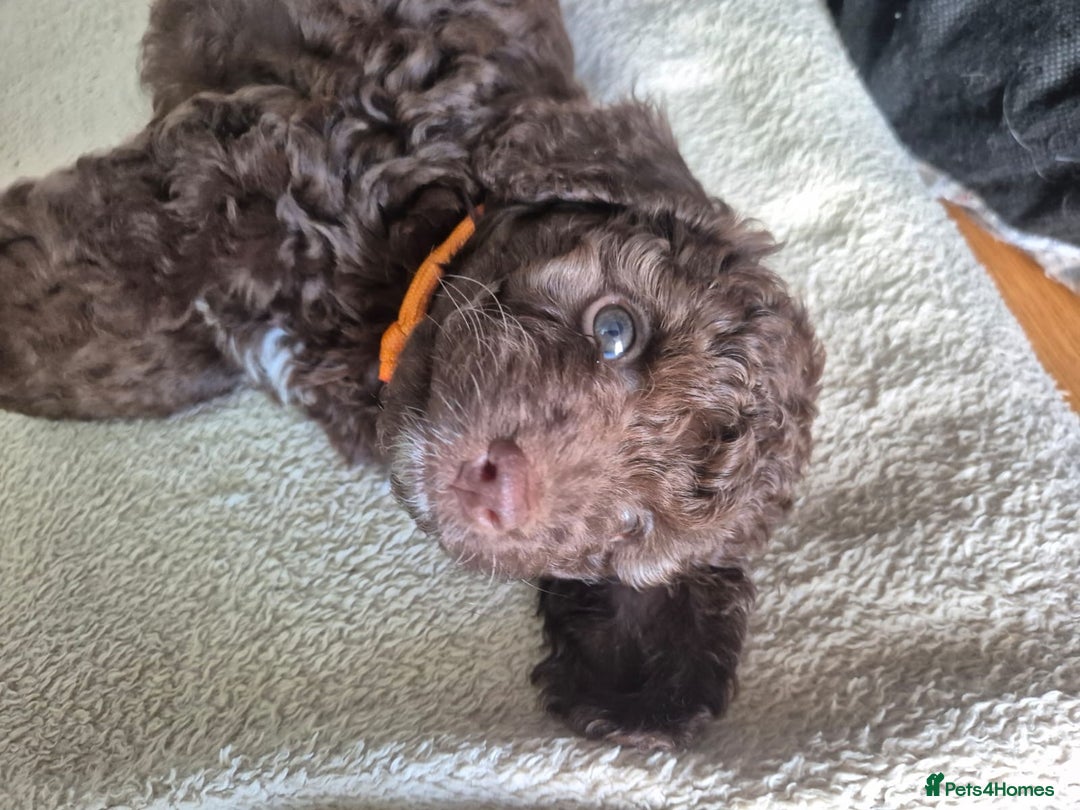 Sproodle dogs for sale: Beautiful Sproodles 1 black girl&1 chocolate boy - Image 17