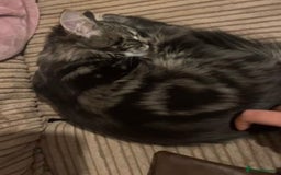 Mixed Breed cats for sale: LOOKING FOR MY FOREVER HOME  - Image 2