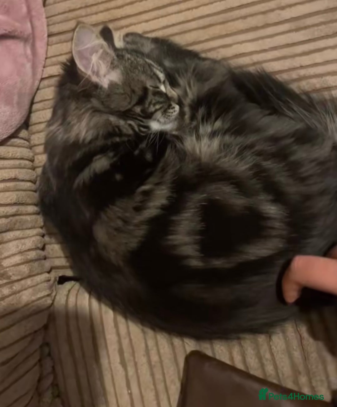 Mixed Breed cats for sale: LOOKING FOR MY FOREVER HOME  - Image 2