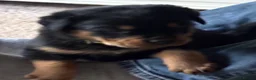 Rottweiler dogs for sale: Stunning Rottweiler Puppies  - Advert 6