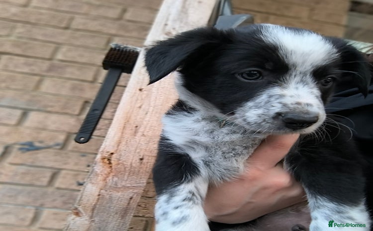 Border Collie dogs - Advert 2