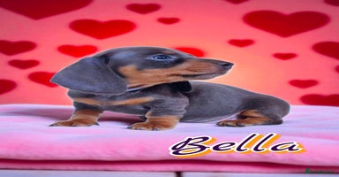 Miniature Dachshund dogs - Advert 9