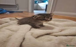 Mixed Breed cats for sale: Mixed colour kittens  - Image 9