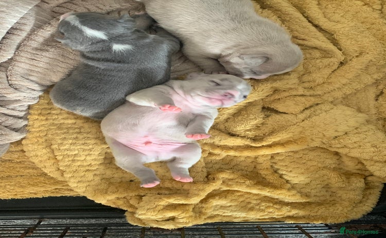 French Bulldog dogs - Advert 1