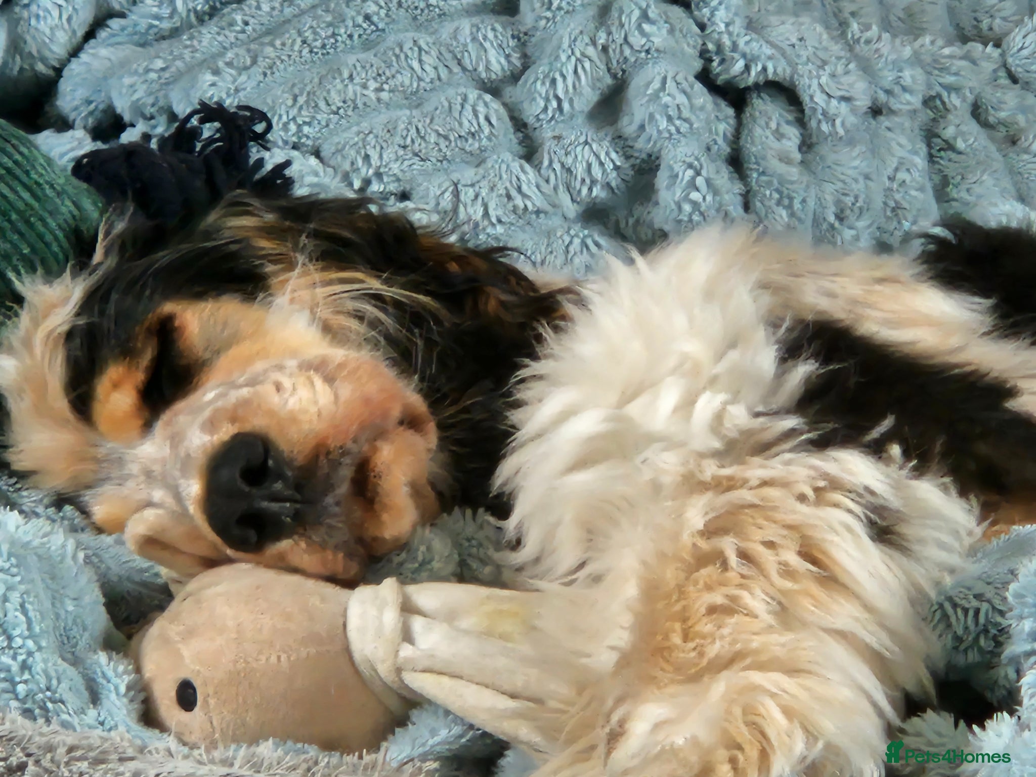 Cocker Spaniel dogs for sale: Beautiful male show cocker  - Advert 5