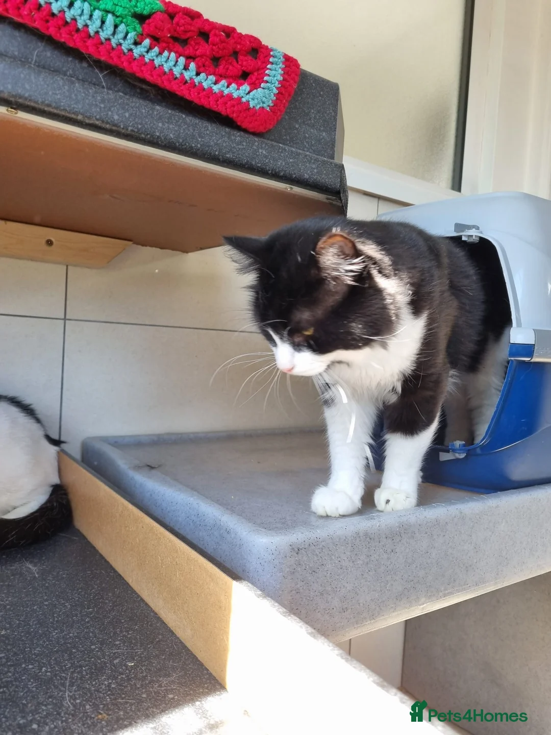 Mixed Breed cats for sale: x2 Adult Cats for Rehoming Male+Female (Together) - Advert 13