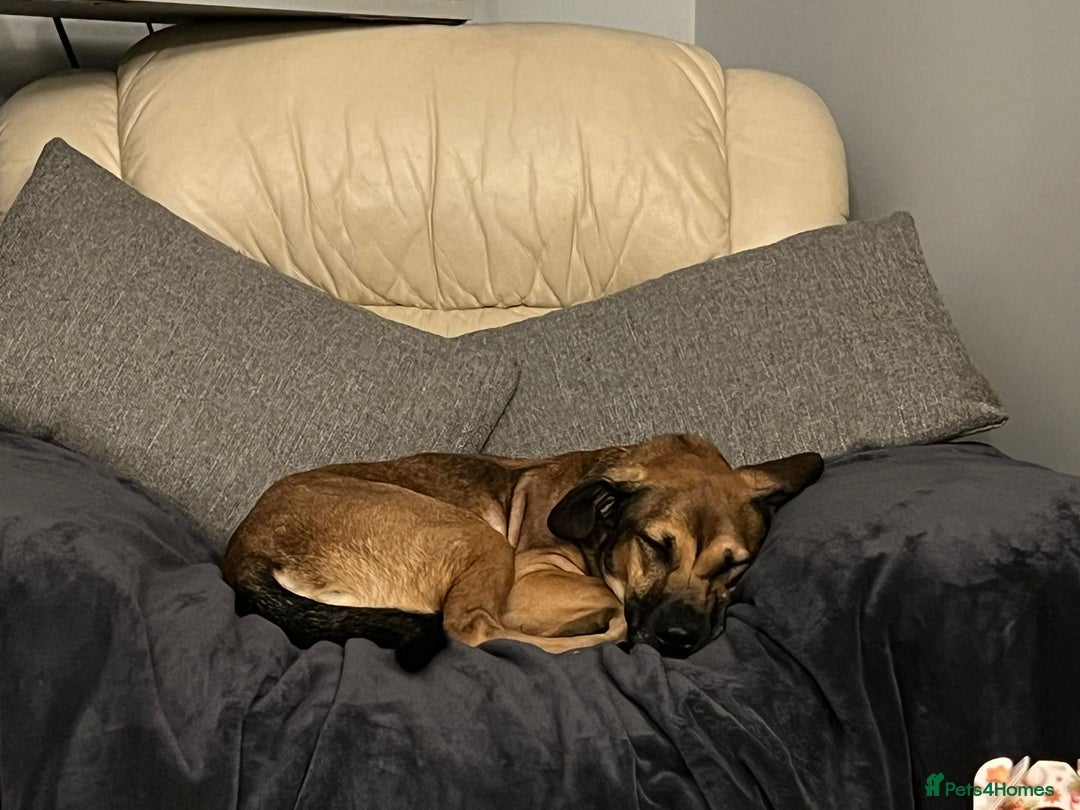 Mixed Breed dogs for adoption: Cute Dingo looking for LOVE - Image 12