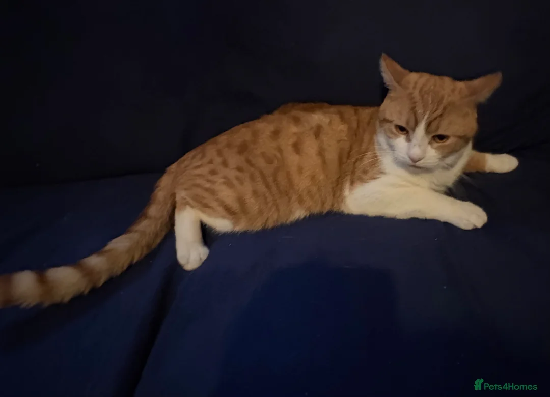 British Shorthair cats for sale: 2 Brothers to be rehomed together  - Advert 4