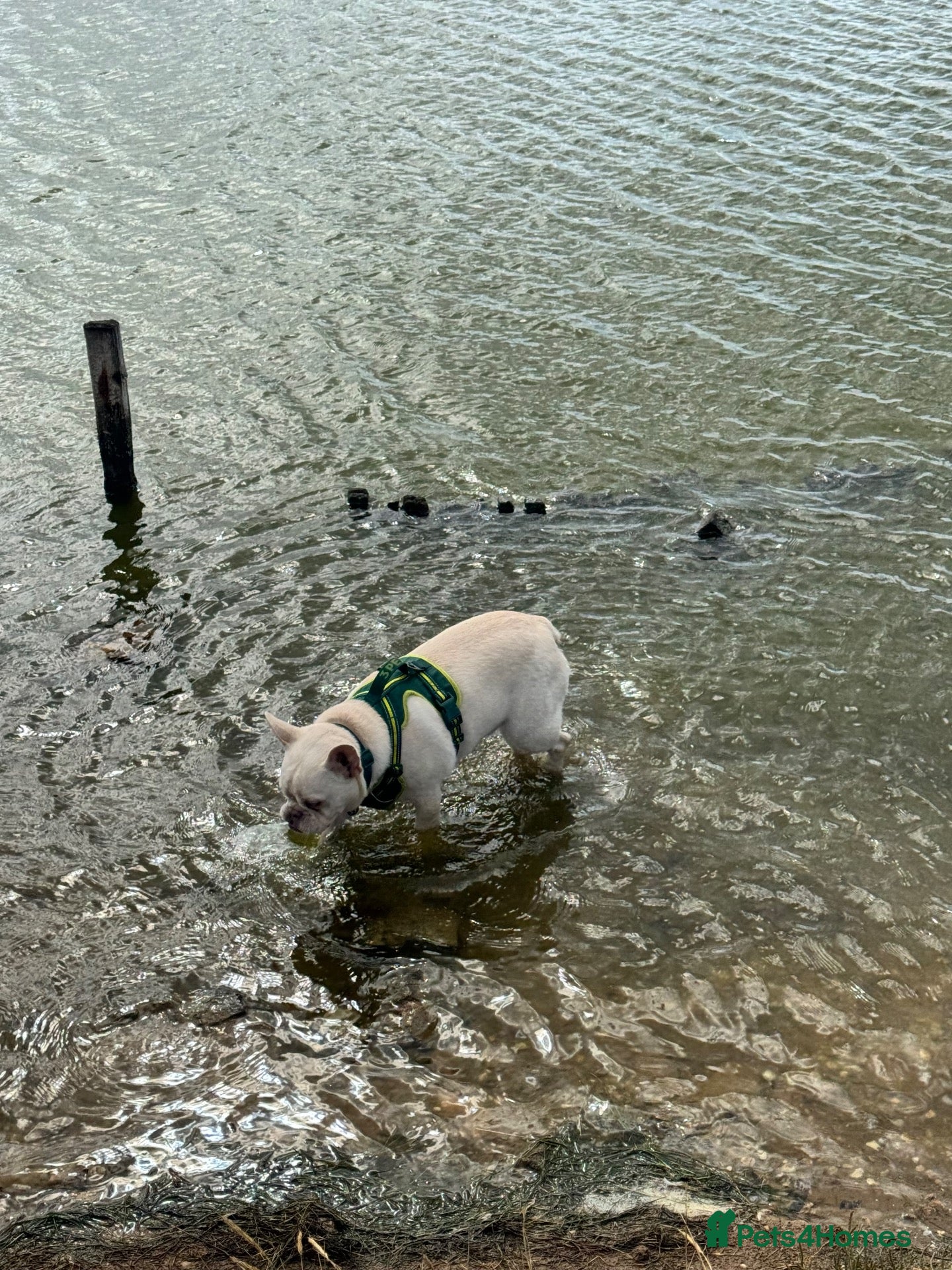 French Bulldog dogs 10 month old French bulldog  - Advert 1