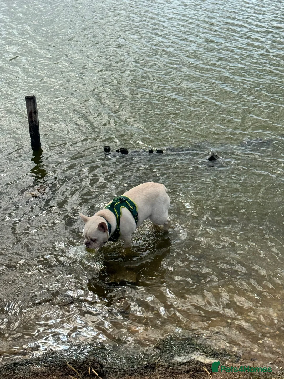 French Bulldog dogs for sale: 10 month old French bulldog  - Advert 1