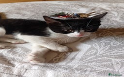 British Shorthair cats for sale: 4 month old boy kitten for sale  - Image 6