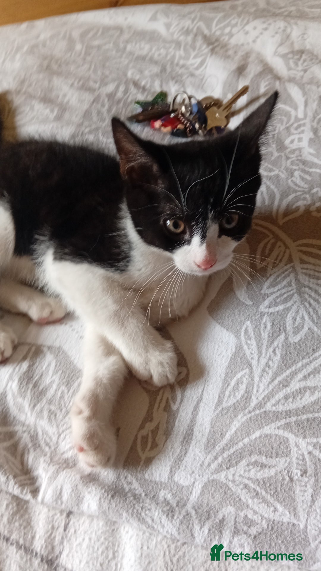 British Shorthair cats for sale: 4 month old boy kitten for sale  - Image 6