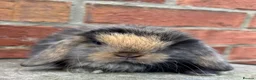 Mini Lop rabbits for sale: Pedigreed pure bred mini lops  - Advert 19