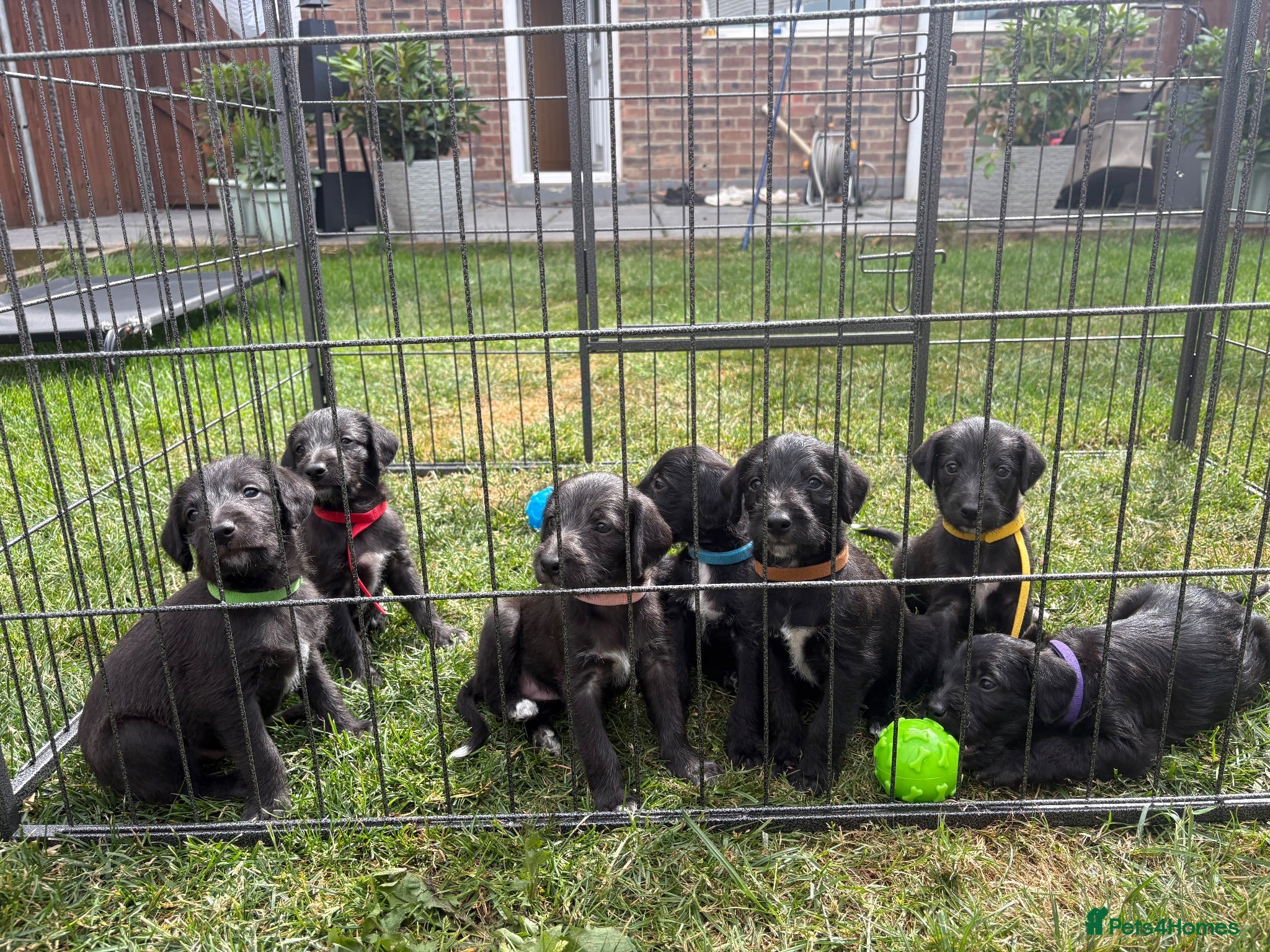 Mixed Breed dogs Genuine 1st cross Bedlington Terrier/Whippets - Advert 1