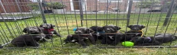 Mixed Breed dogs for sale: Genuine 1st cross Bedlington Terrier/Whippets in Durham - Advert 1