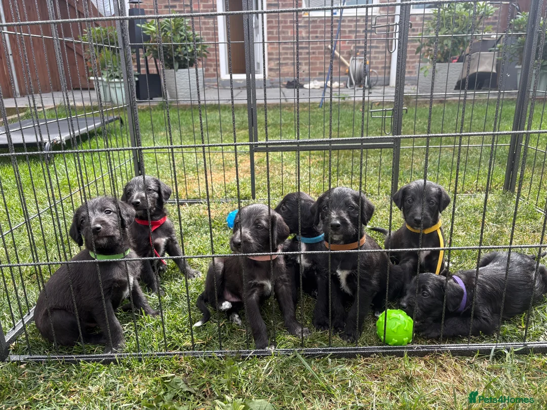 Mixed Breed dogs for sale: Genuine 1st cross Bedlington Terrier/Whippets in Durham - Advert 1